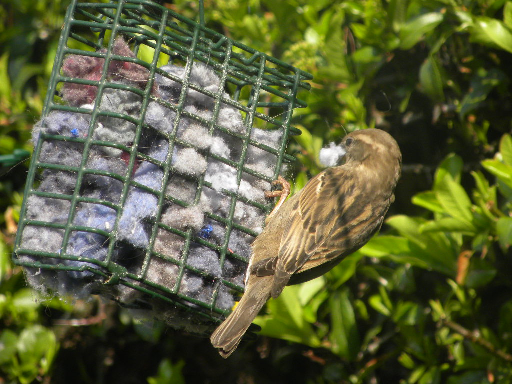 house sparrow