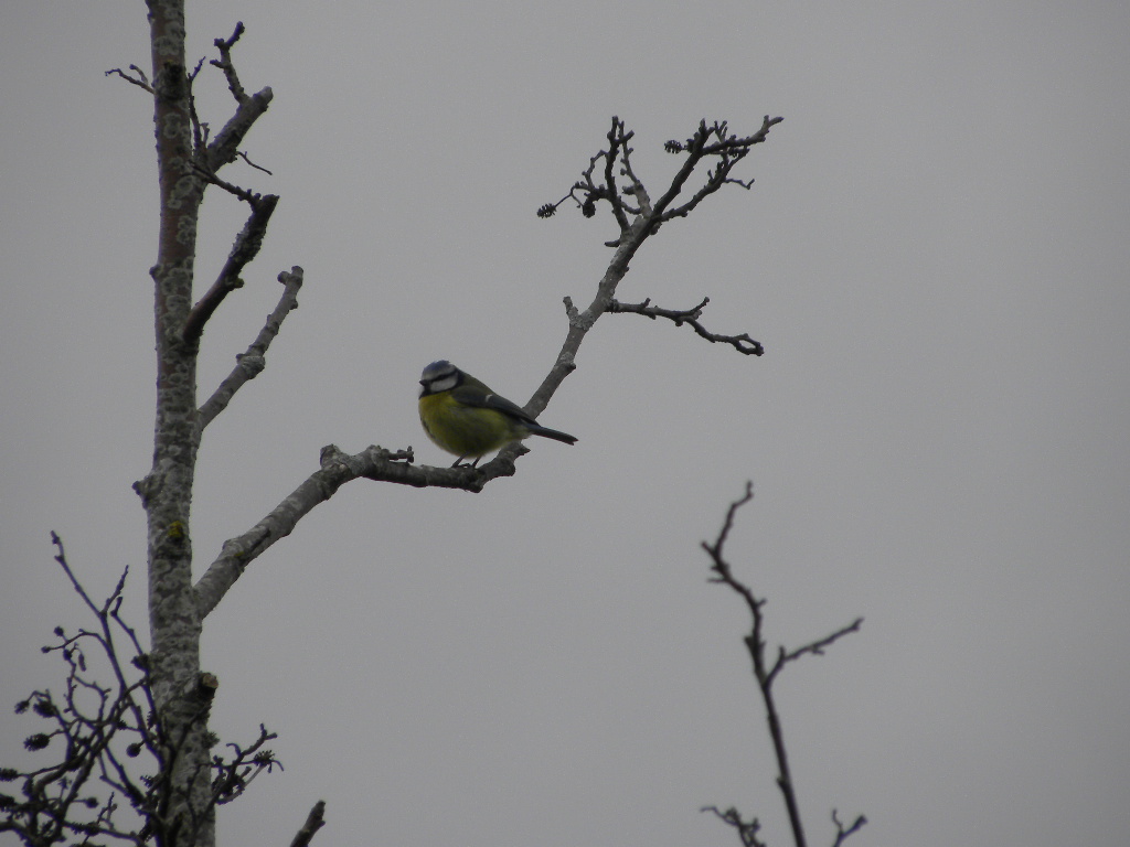 blue tit