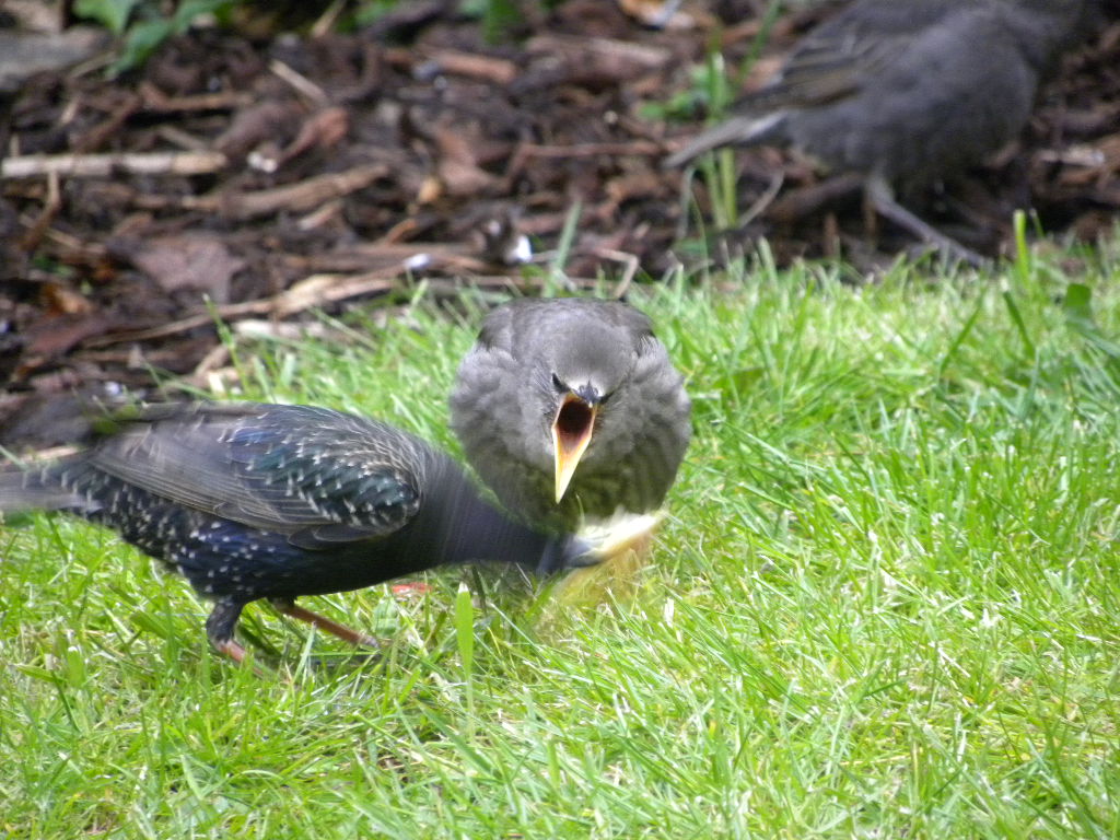 Starling