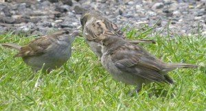 More Sparrows!