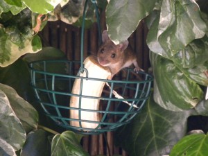 Woodmouse