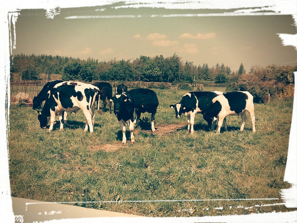 cows