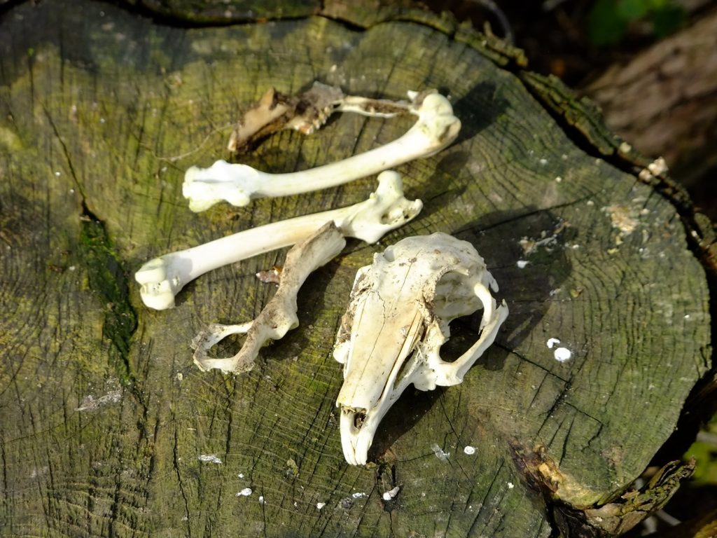 animal skull & bones