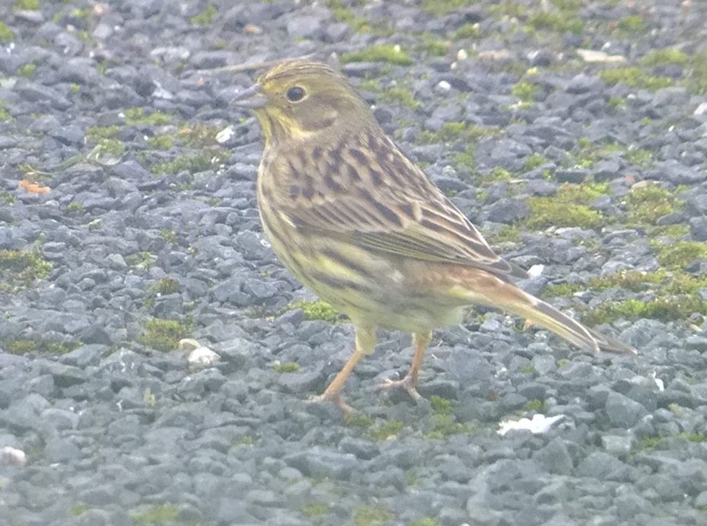 Female Yellowhammer