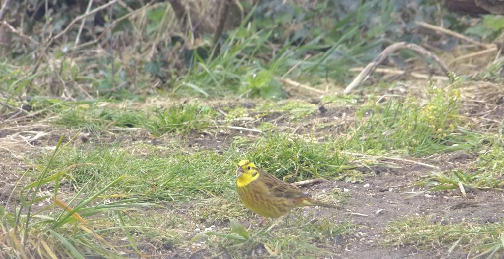 Male Yellowhammer