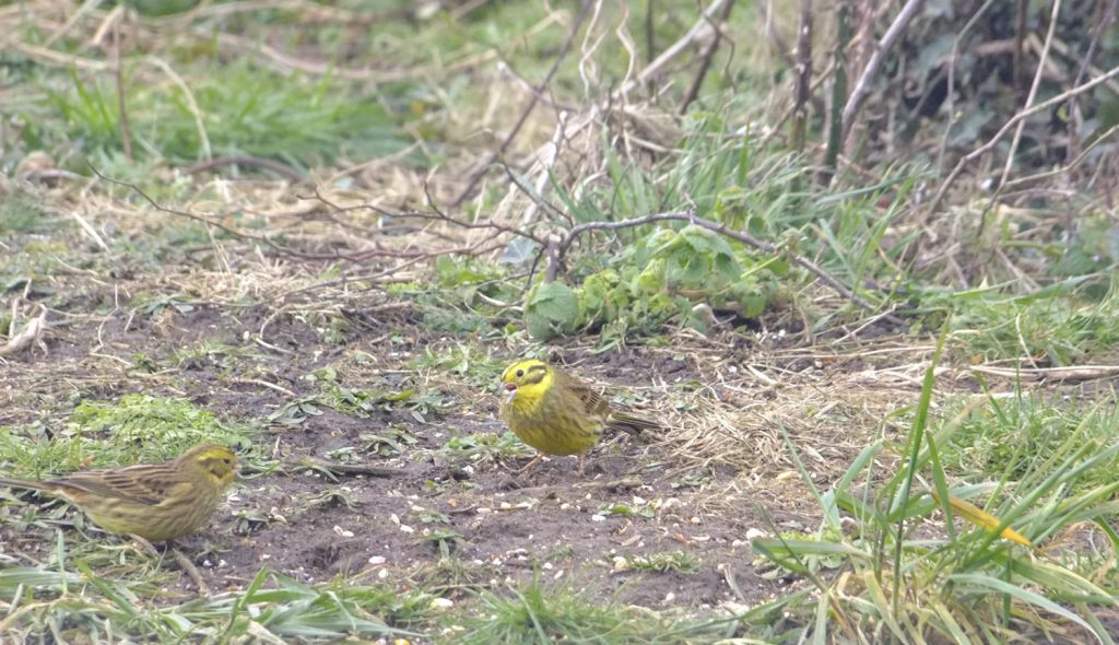 2 Yellowhammers