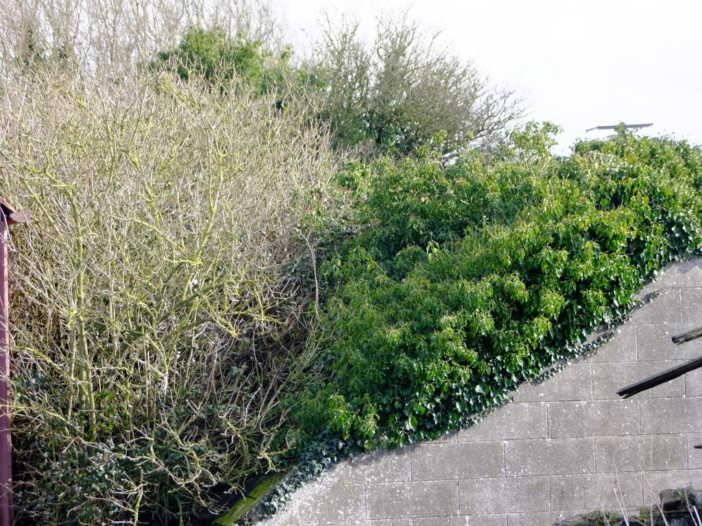 elderflower and ivy roof