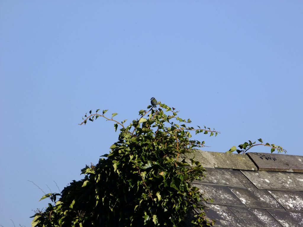 Blue Tit on ivy roof