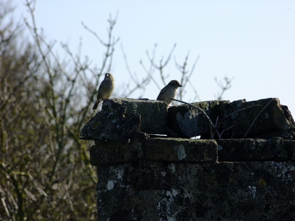 sparrows on old chimney