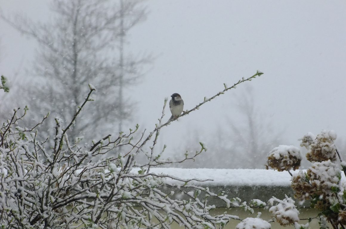 Sparrow in snow