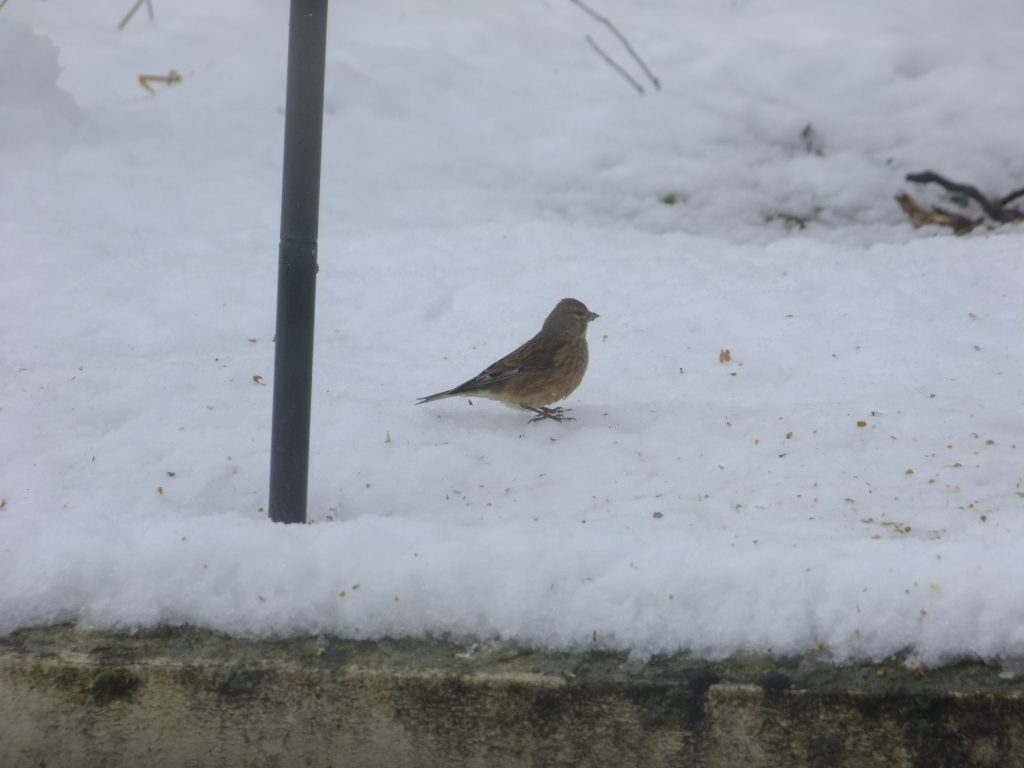 linnet