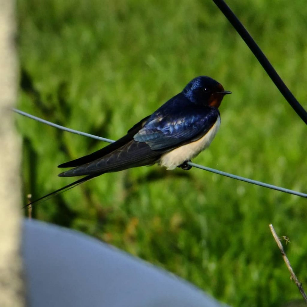 swallow sitting on wire