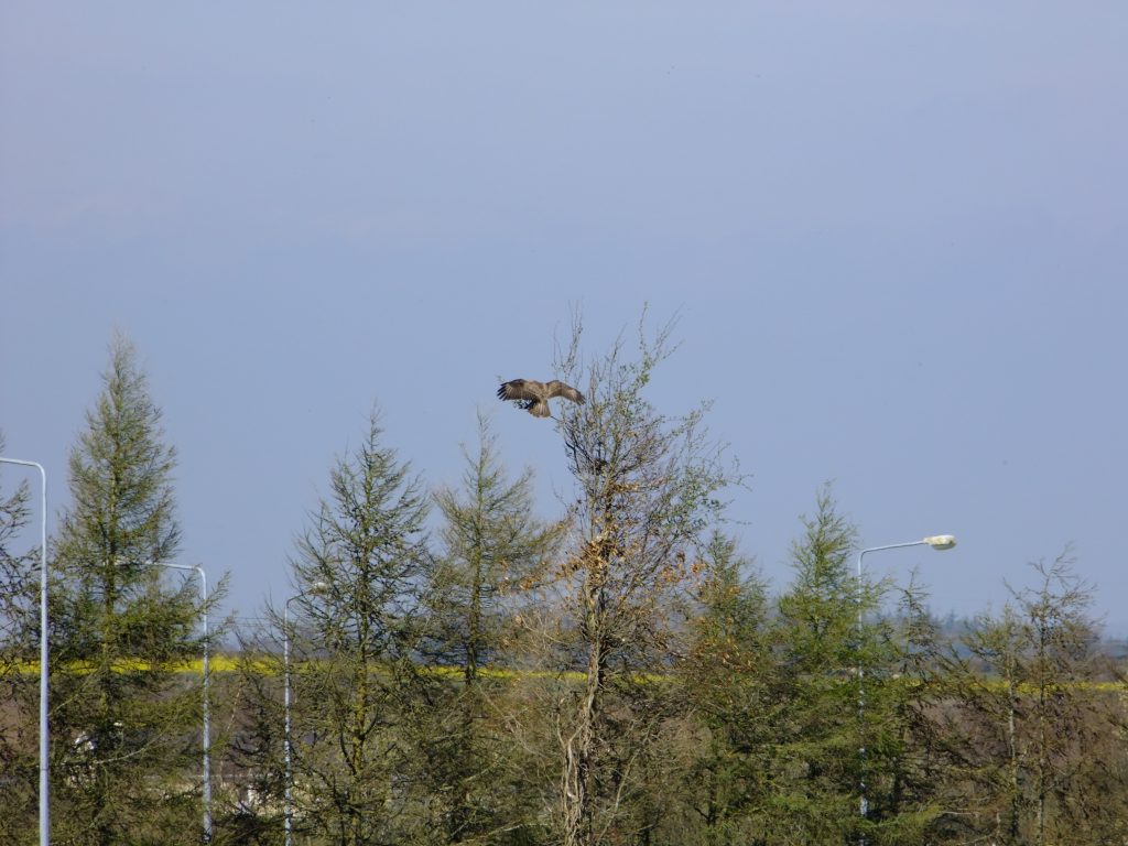 Buzzard landing in tree