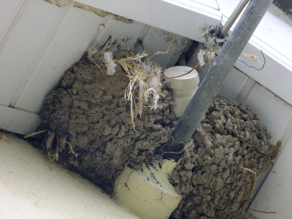 housemartins nest