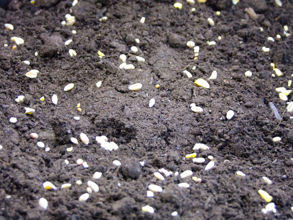 seeds in pot
