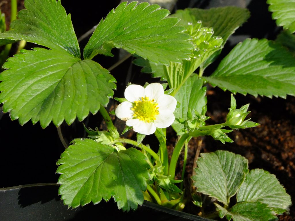 strawberry plant with flower