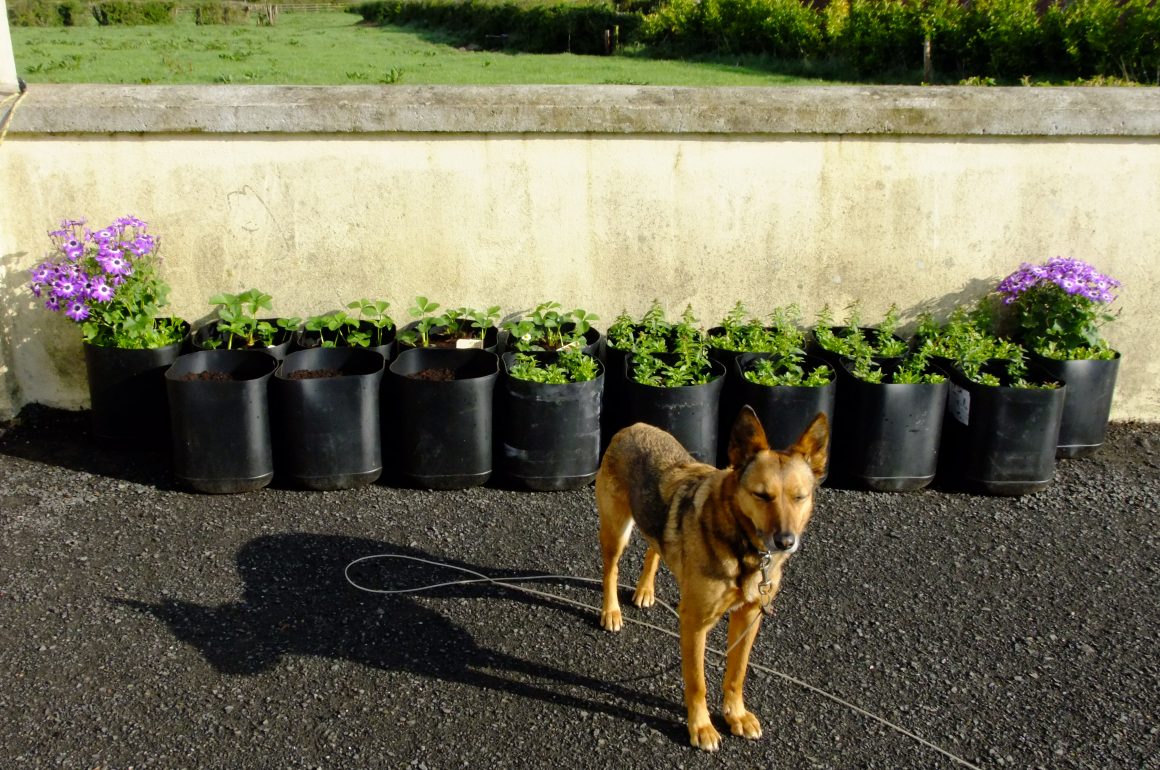 dog in backyard