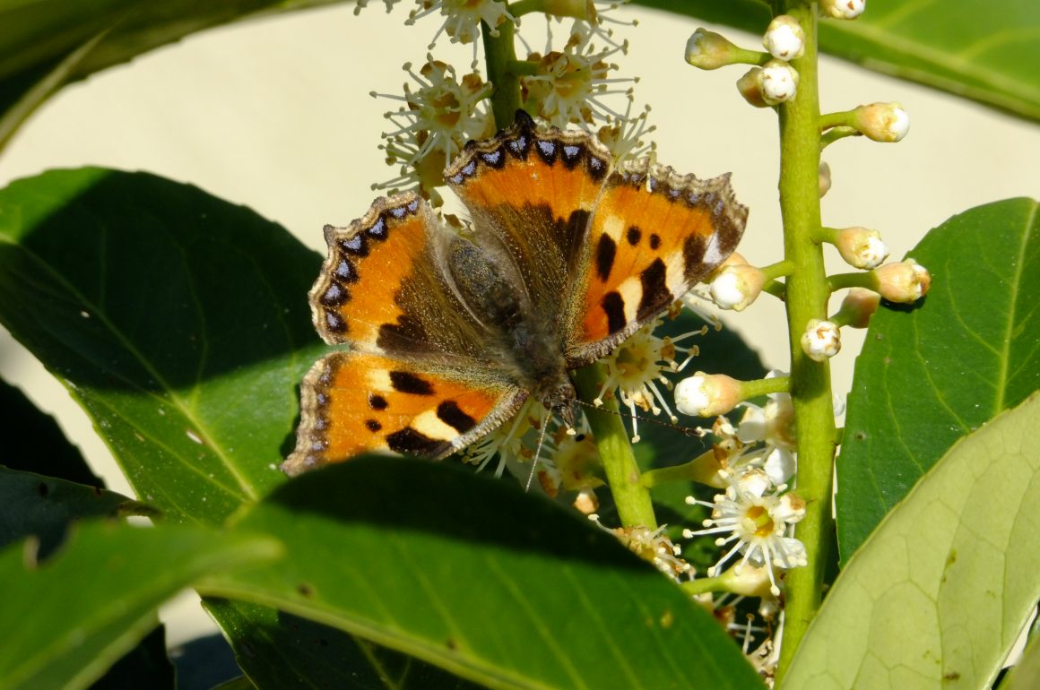 small tortoiseshell butterfly