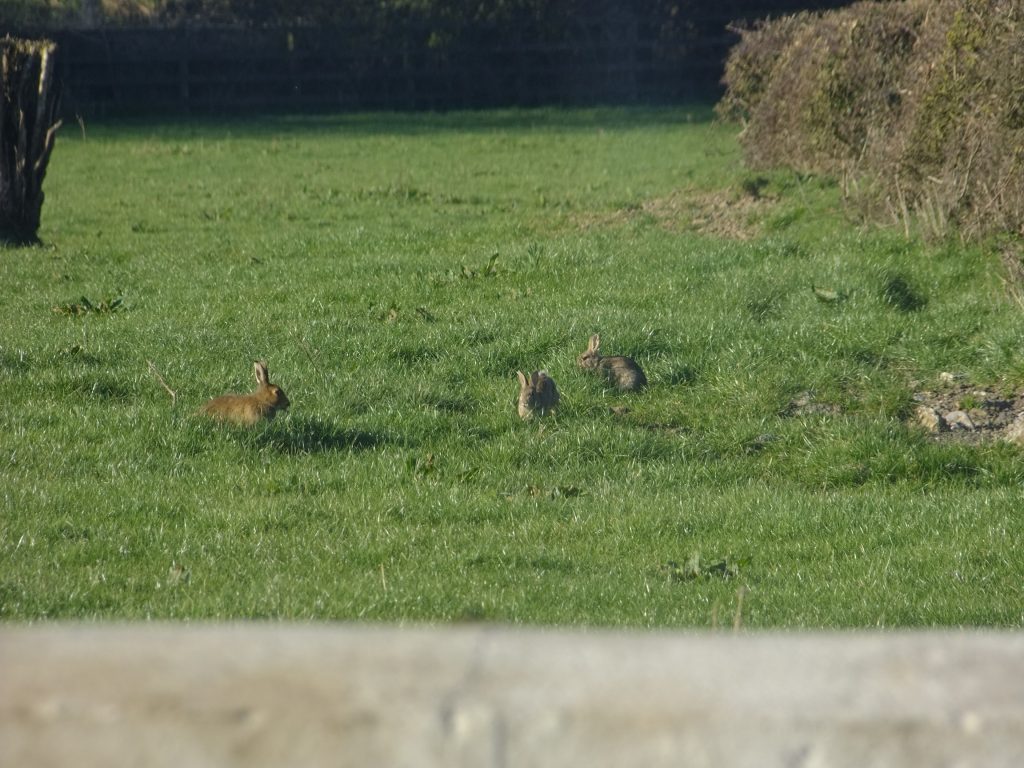 rabbits in field