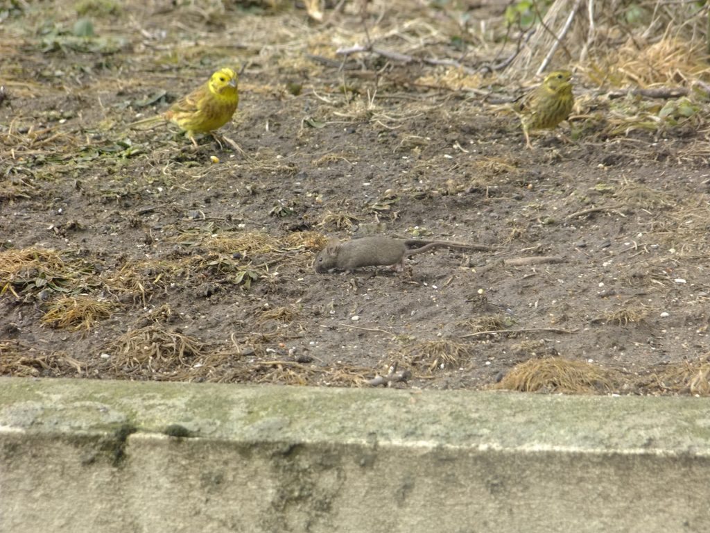 Woodmouse in front of Yellowhammers