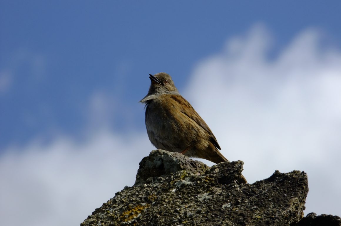 Dunnock singing