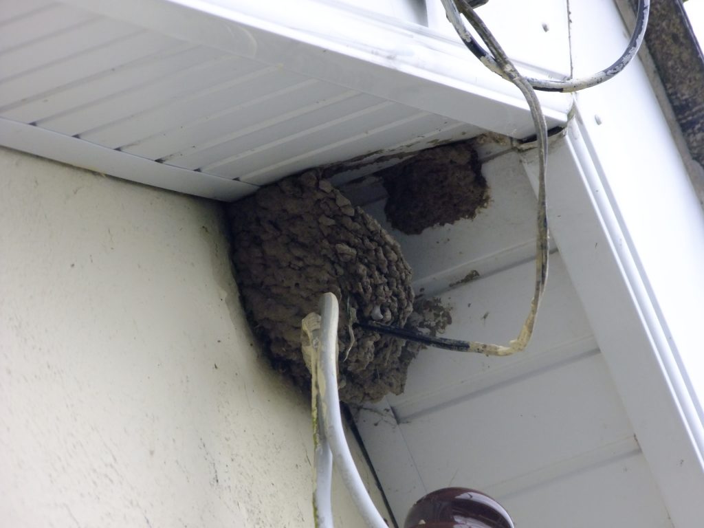 Housemartins nest