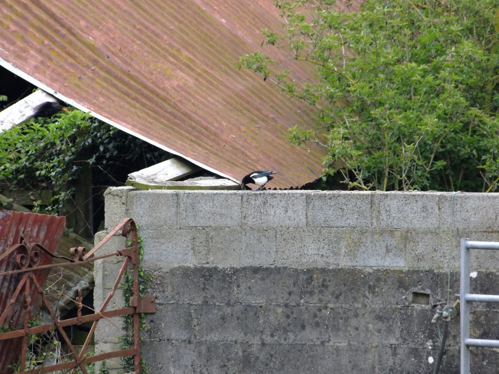 Magpie with no tail