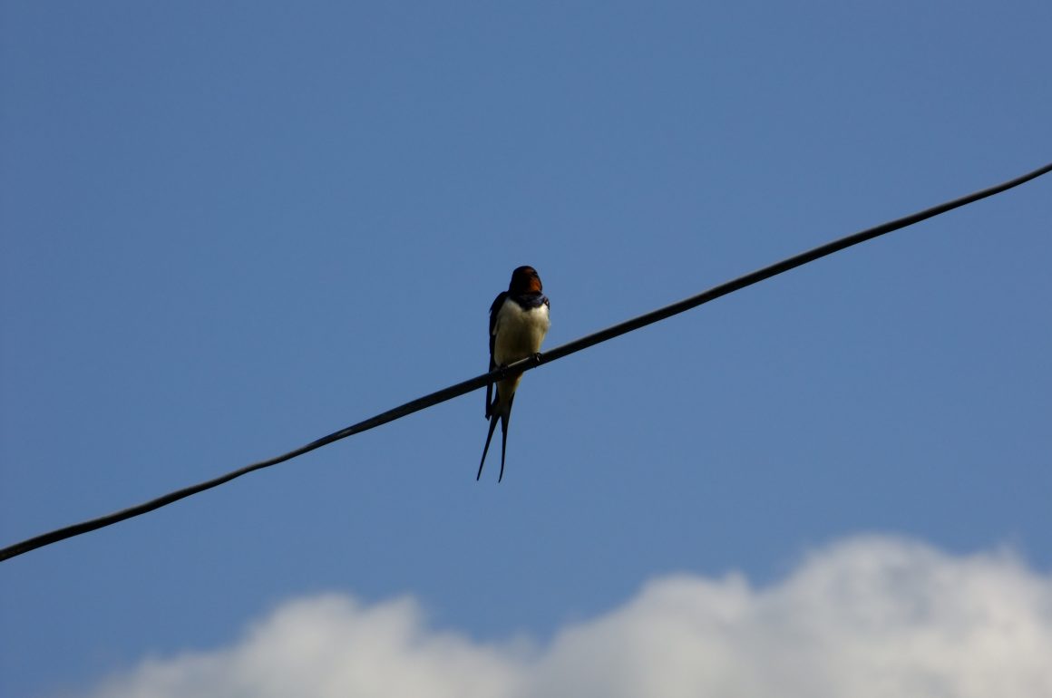 swallow on wire