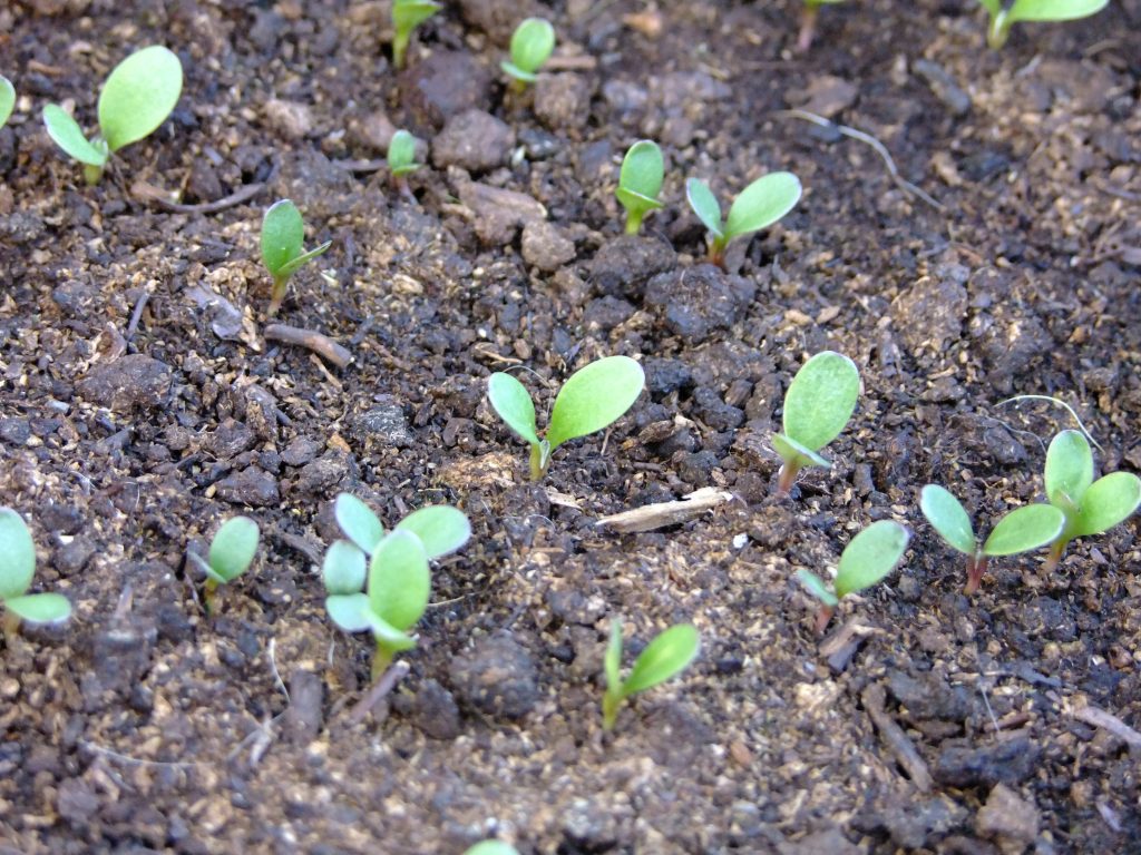 Cornflower seedlings