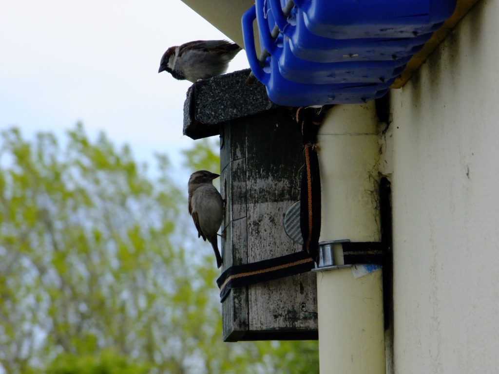 House sparrows on nest box
