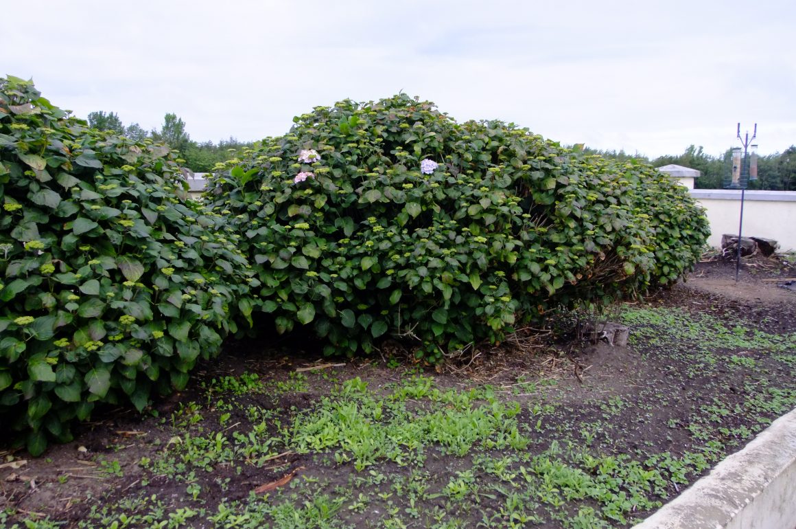 hydrangea bushes