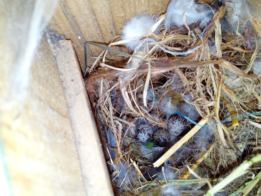 Sparrow eggs in nest box