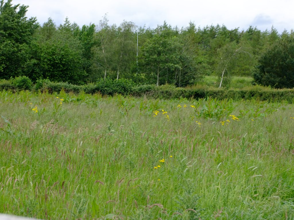 field of wildflowers & grasses