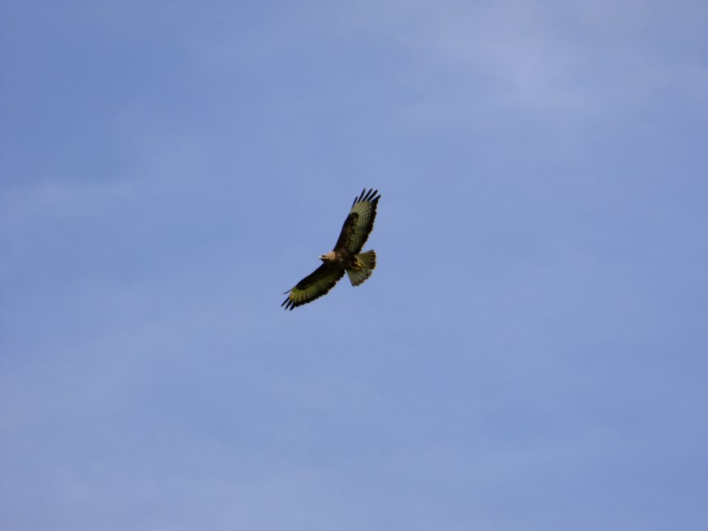 Buzzard