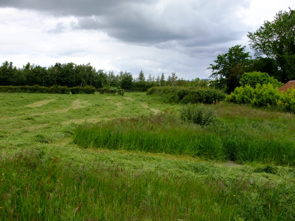 patch of uncut field