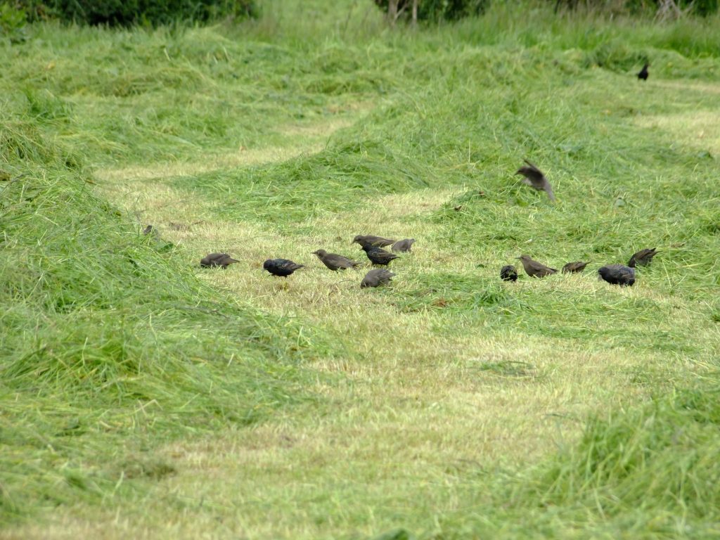 Starlings