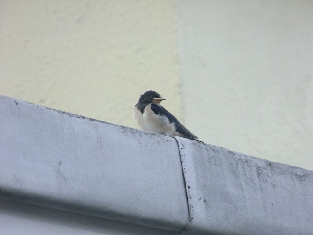 Baby swallow