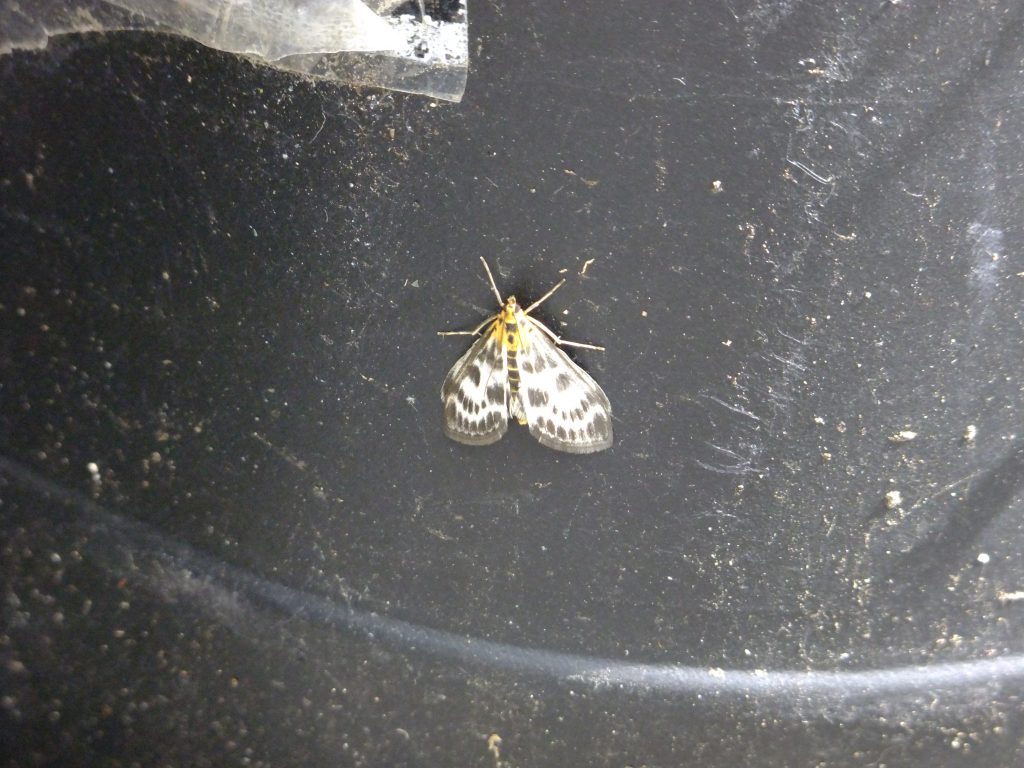 Small Magpie moth