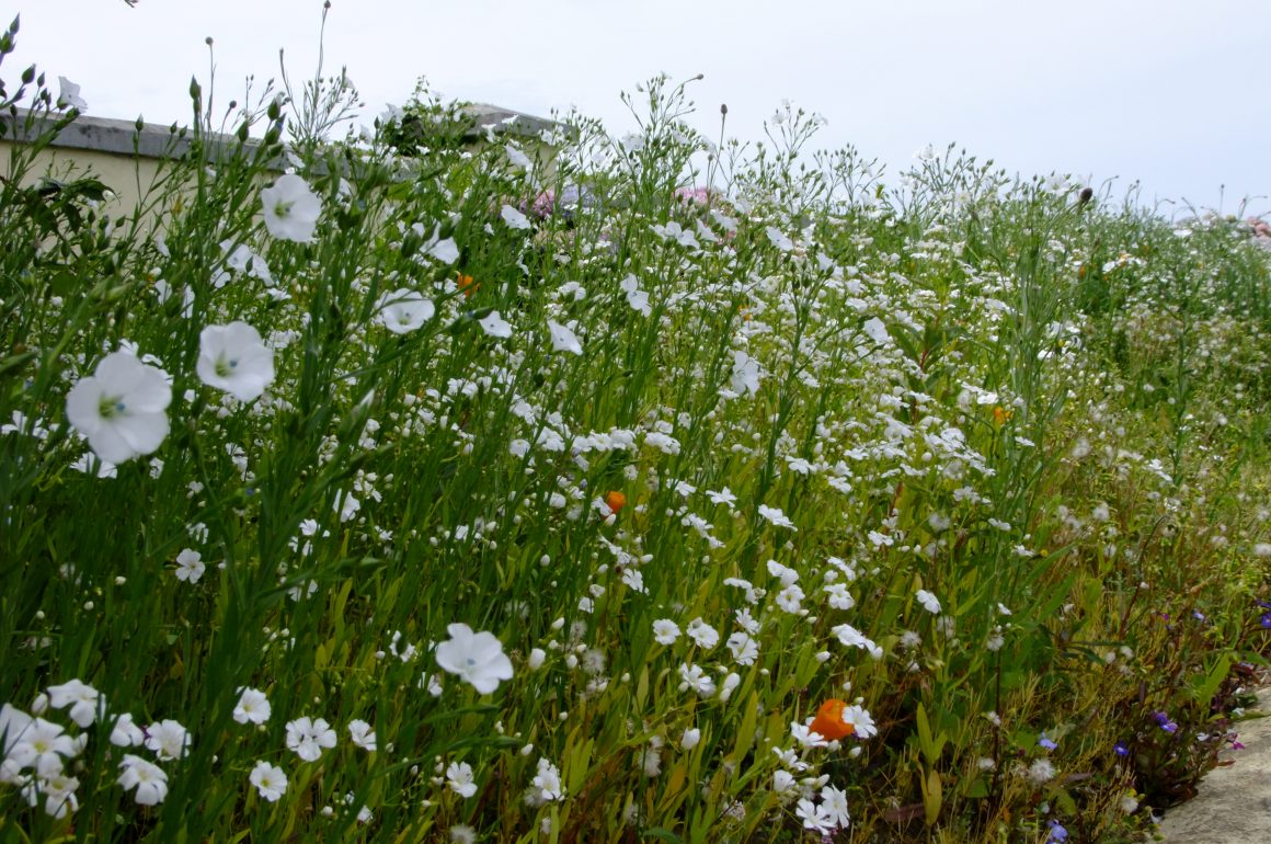 wildflowers