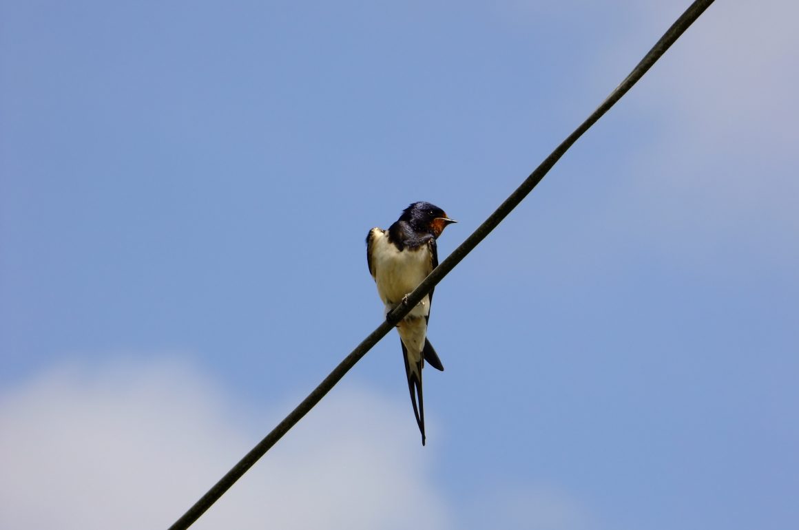 swallow on wire