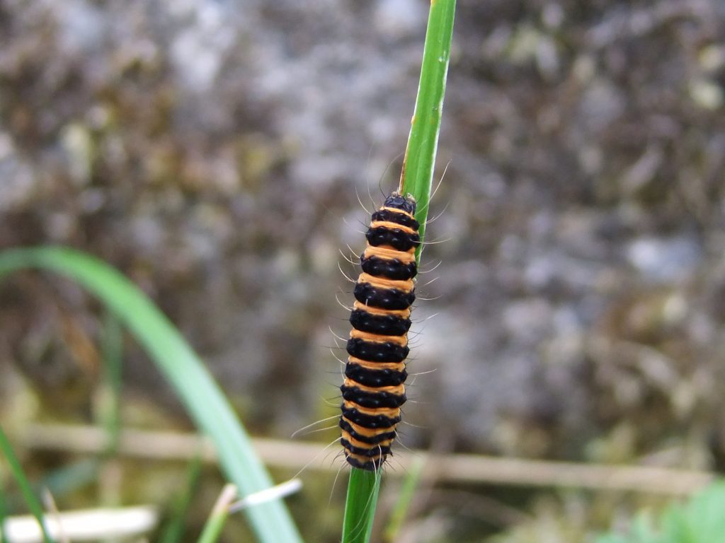 Cinnabar Moth caterpillar﻿