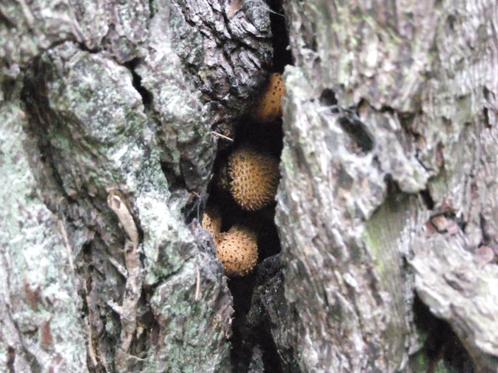 fungi in tree