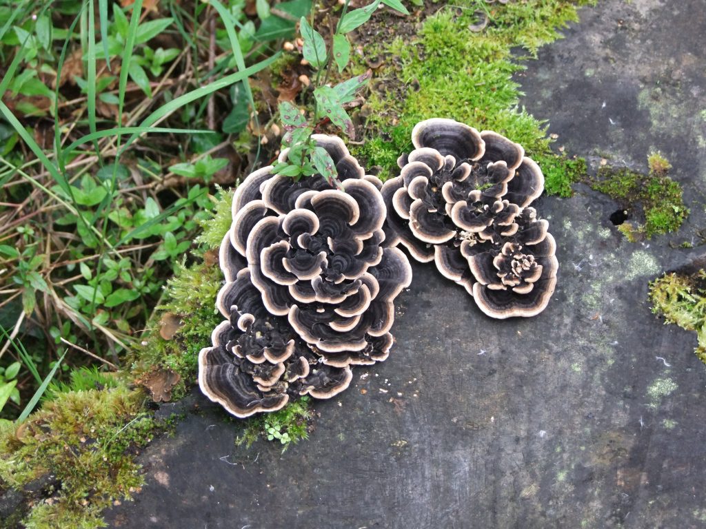 fungi on tree