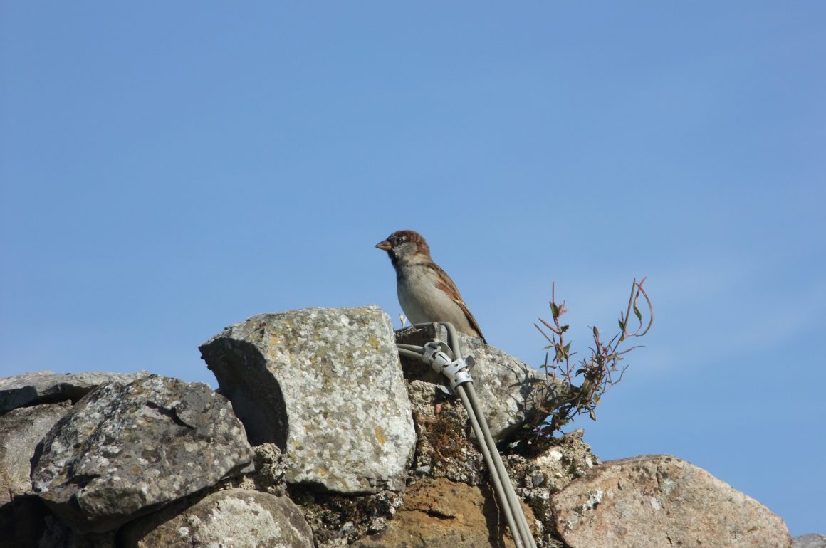 house sparrow