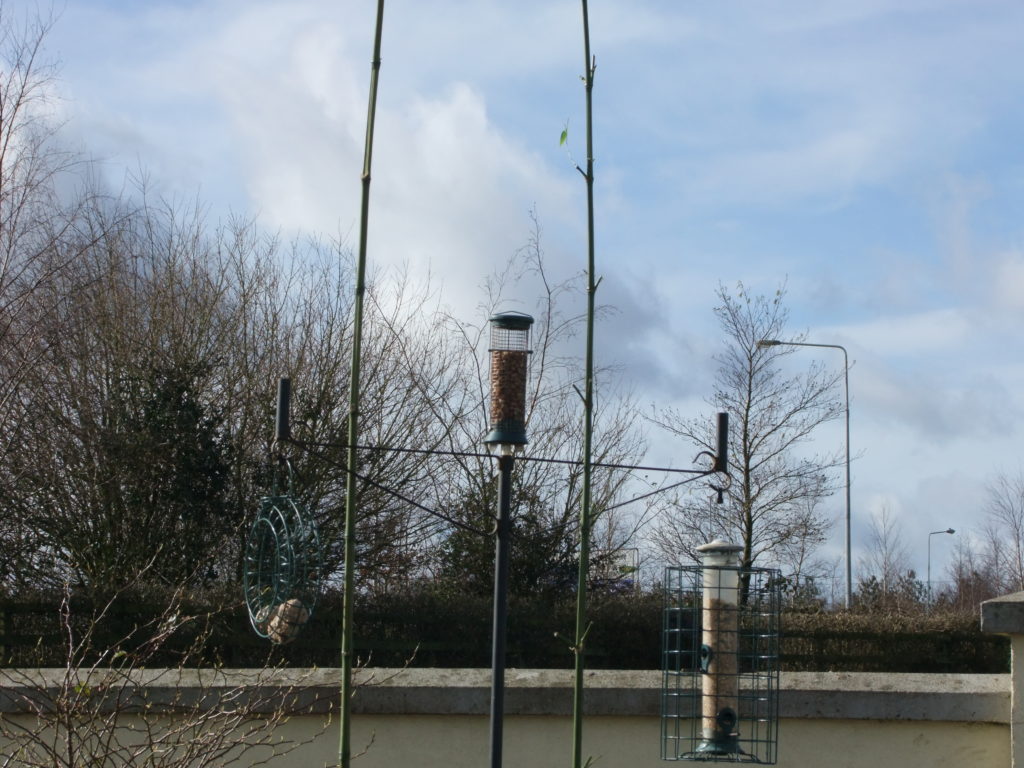 bamboo around bird feeders