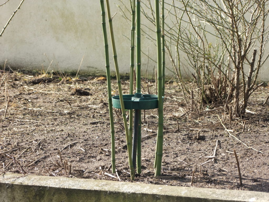 bamboo around feeder