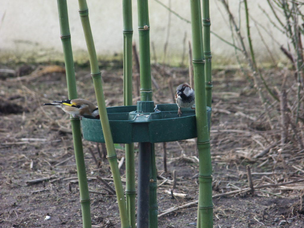 sparrow & goldfinch feeding