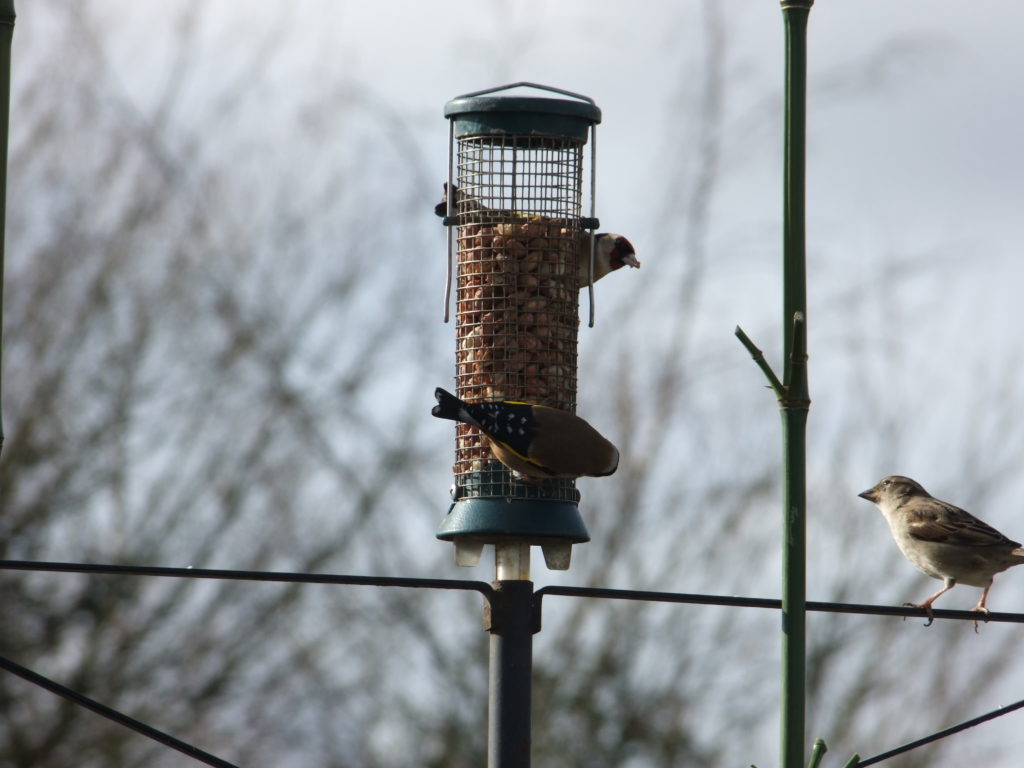 goldfinches feeding on nuts