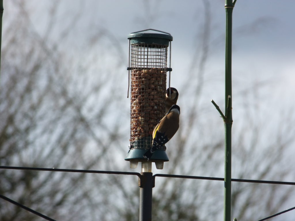 goldfinches feeding on nuts