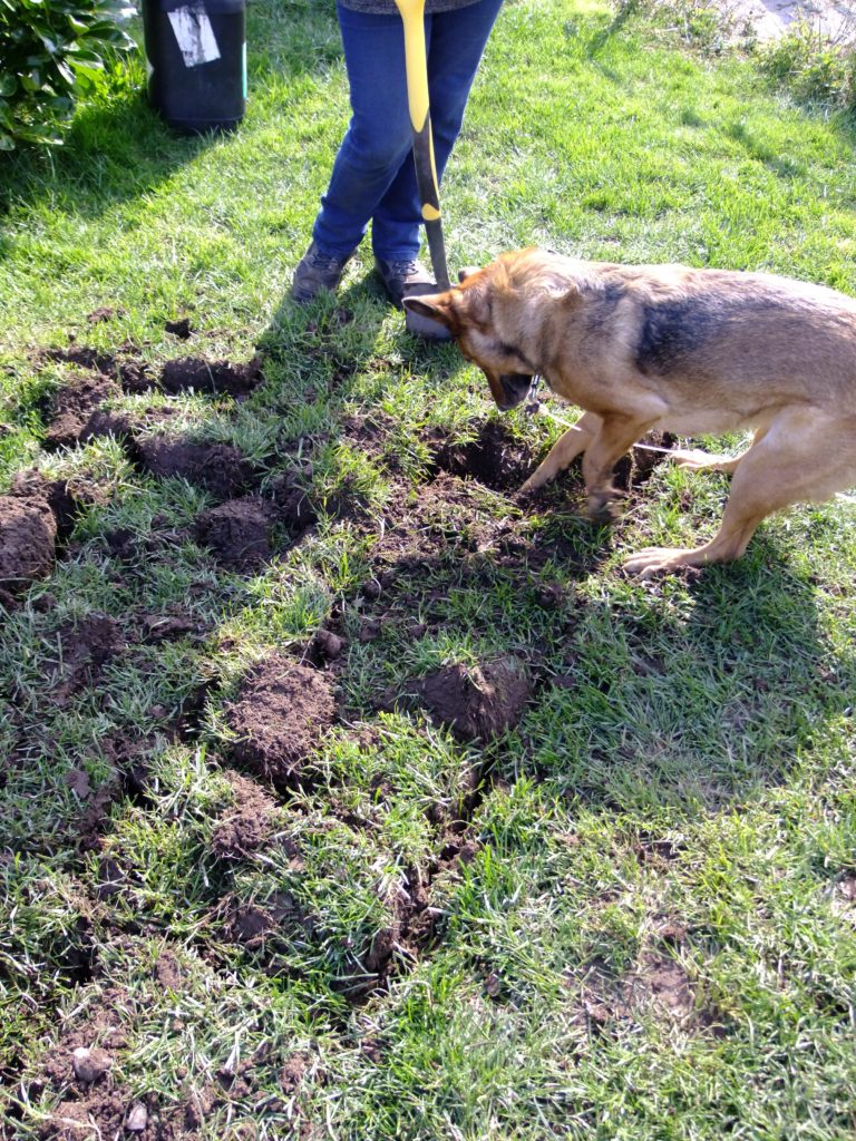 Dog digging